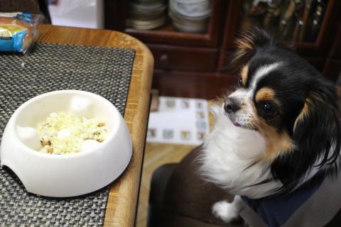 獣医師監修 チワワの理想体重と、肥満が原因で引き起こされる病気についてPECO ペコ