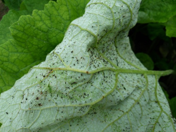 ゴボウの病気と害虫症状の特徴と防除方法やまむファーム