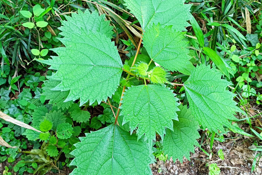 かぶれる植物皮膚に炎症をおこす危険植物一覧