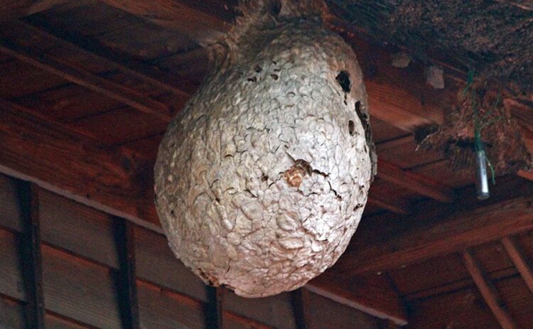 スズメバチの巣を見つけたら 駆除は今の時期が最適！ - ウェザーニュース