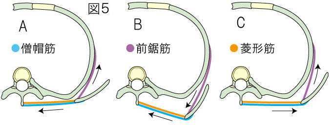 菱形筋 起始：小菱形筋はＣ６、Ｃ７棘突起 大菱形筋はＴ１～４棘突起 停止：小菱形筋は肩甲骨内側縁上部 大菱形筋は肩甲骨内側縁 作用：肩甲骨の内転 神経 ：肩甲背神経 Ｃ５補足：僧帽筋におおわれ、上部の小菱形筋と下部の大菱形筋に分けられます。筋線維は内上方