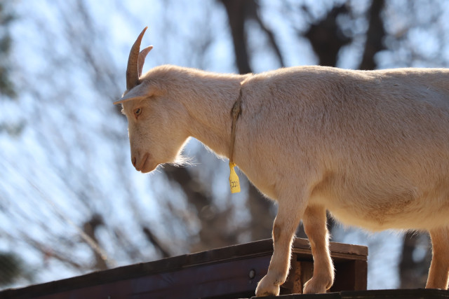 100億の貢献？糞虫の聖地｢奈良公園｣の奥深き裏側 驚異の自然サイクル！莫大な経済効果生む陰の掃除屋旅行東洋経済オンライン