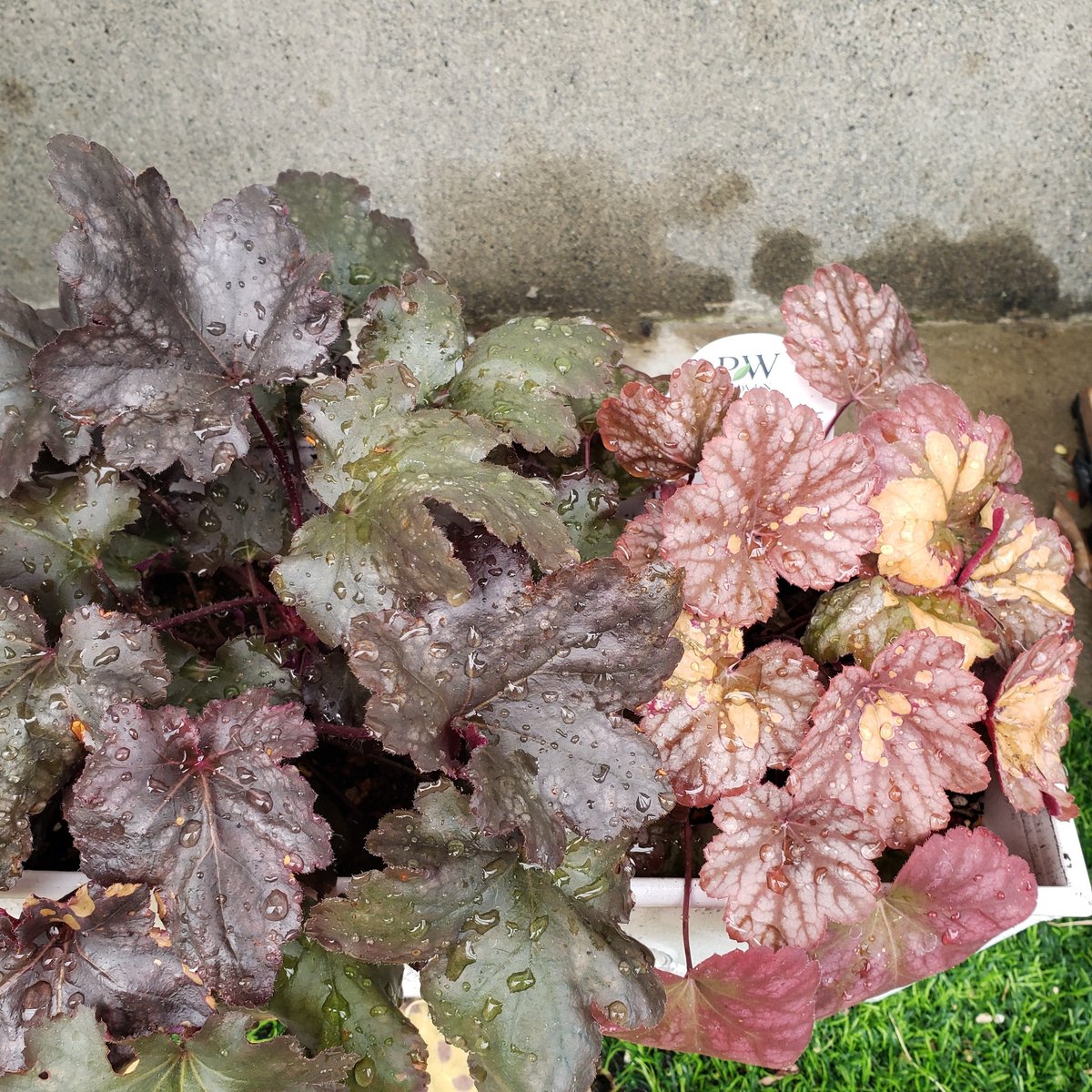 またヒューケラが枯れた T_T 園芸日記byarigernonみんなの趣味の園芸987255