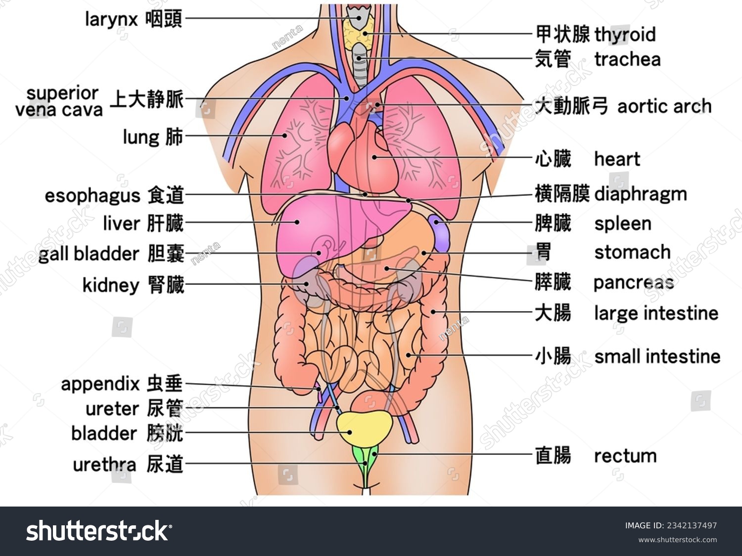楽天市場 人体模型 内臓 女性の通販