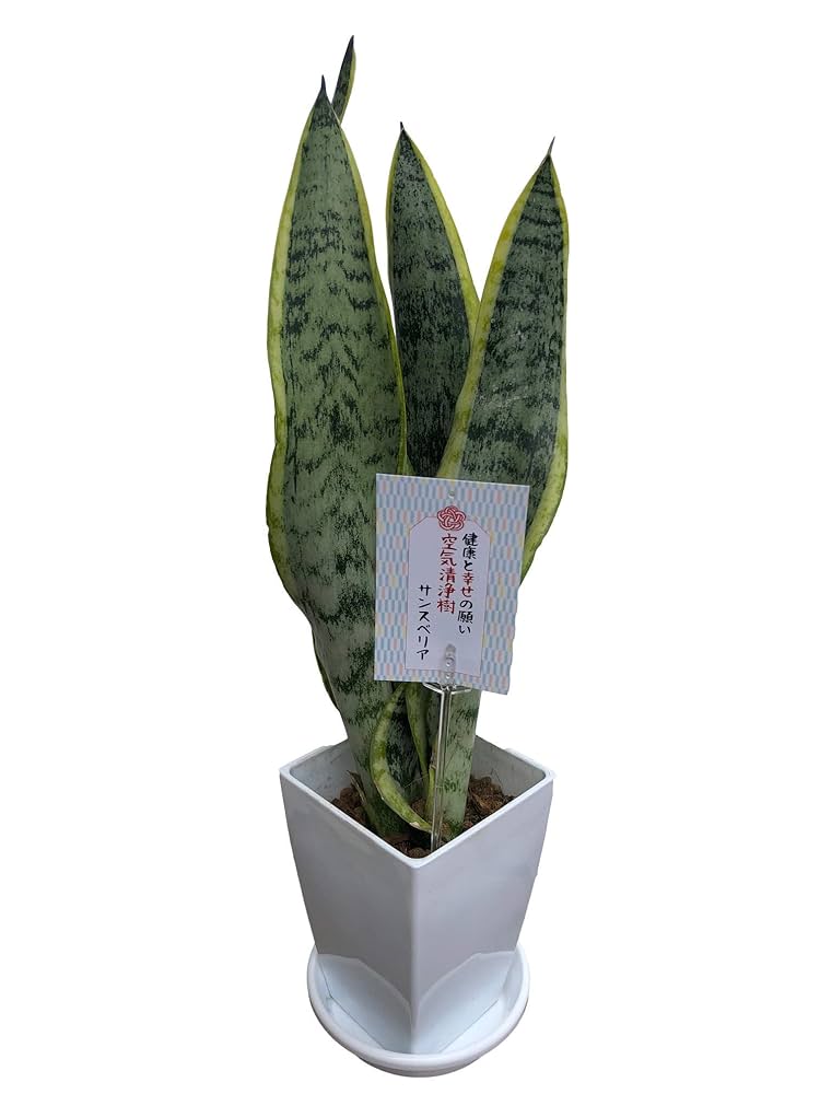 583 空気清浄敬老の日風水虎の尾トラノオサンスベリア多肉植物