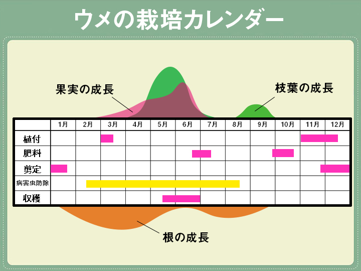 梅の剪定！ – 紀州田辺うめ振興協議会