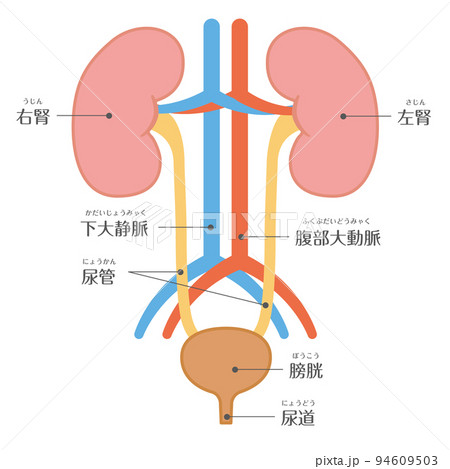 腎臓、膀胱、尿管の結石。腎臓の断面と膀胱の断面の詳細な解剖図」のイラスト素材 198001811Shutterstock