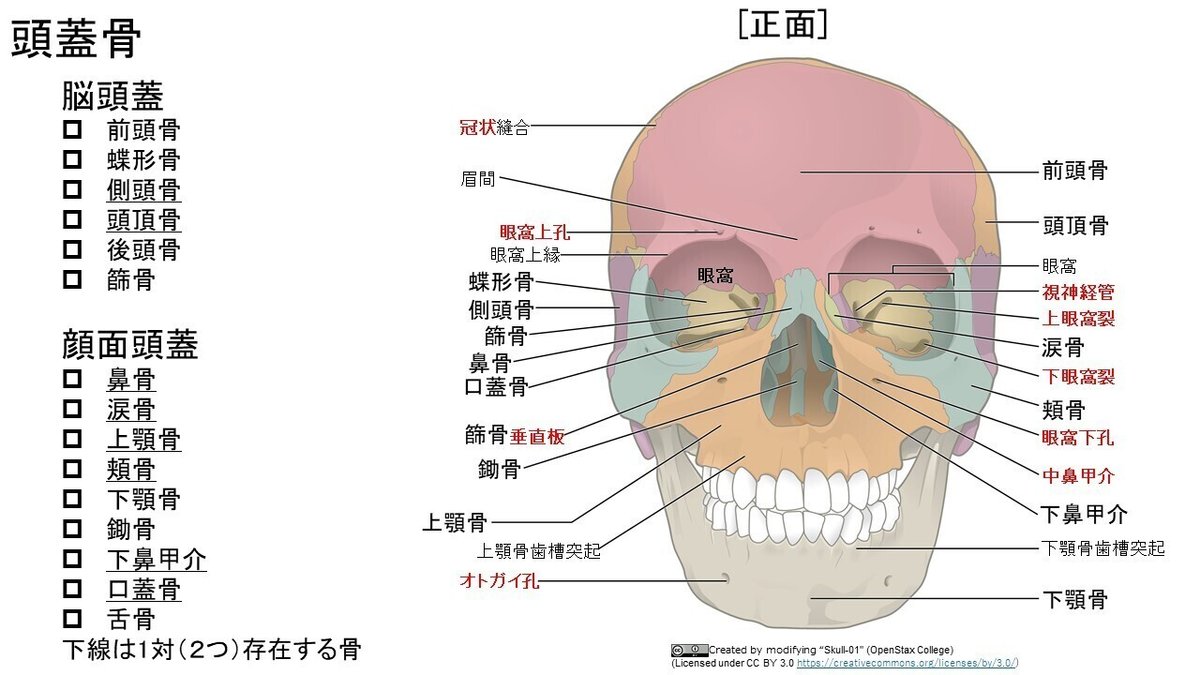 指圧師に役立つ解剖学「顔面部と頚部の神経」神奈川県指圧師会