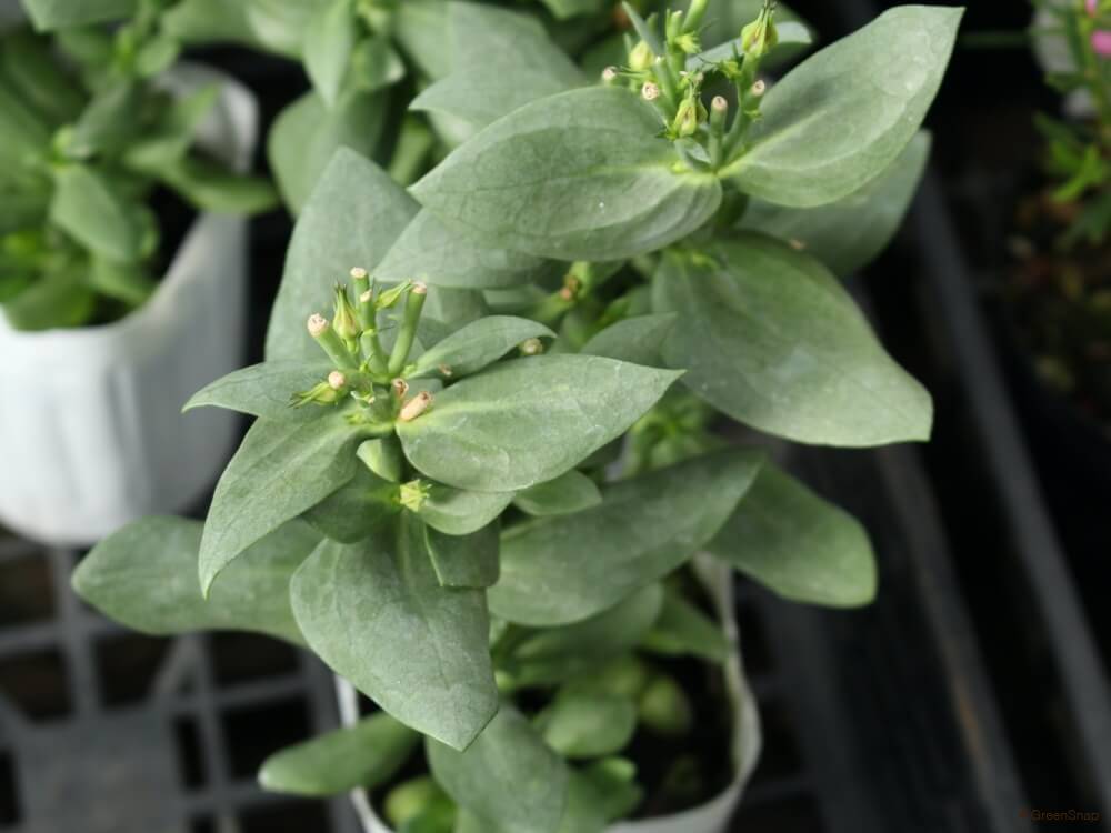 トルコキキョウの育て方種まきや苗の植え方、栽培のコツは？HORTI by GreenSnap