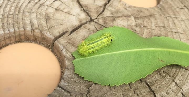 慌ててかきむしったり触ったりするべからず！ 身近な猛毒生物の〝生態と対策〟 vol.03 イラガ・チャドクガ・オオムカデsoto lover- ソトラバ ～ソトラバならもっと外遊びに出かけたくなる！ 情報満載のウェブメディア～