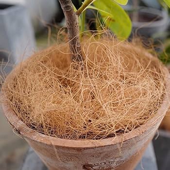 Amazon.co.jp: ココヤシファイバー ココファイバー ココヤシ繊維 土隠し 天然素材 吸水 通気 水分維持 植物保護 野菜 花 栽培鉢底石の代わり 園芸用品 有機ココヤシ繊維 800 g : DIY・工具・ガーデン