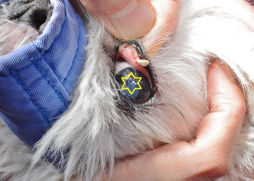 犬の「ものもらい」とは？症状や原因と予防対策について解説ColumnLevees レビーズ “ Animal Rights! ”動物の権利を考えるWEBマガジン