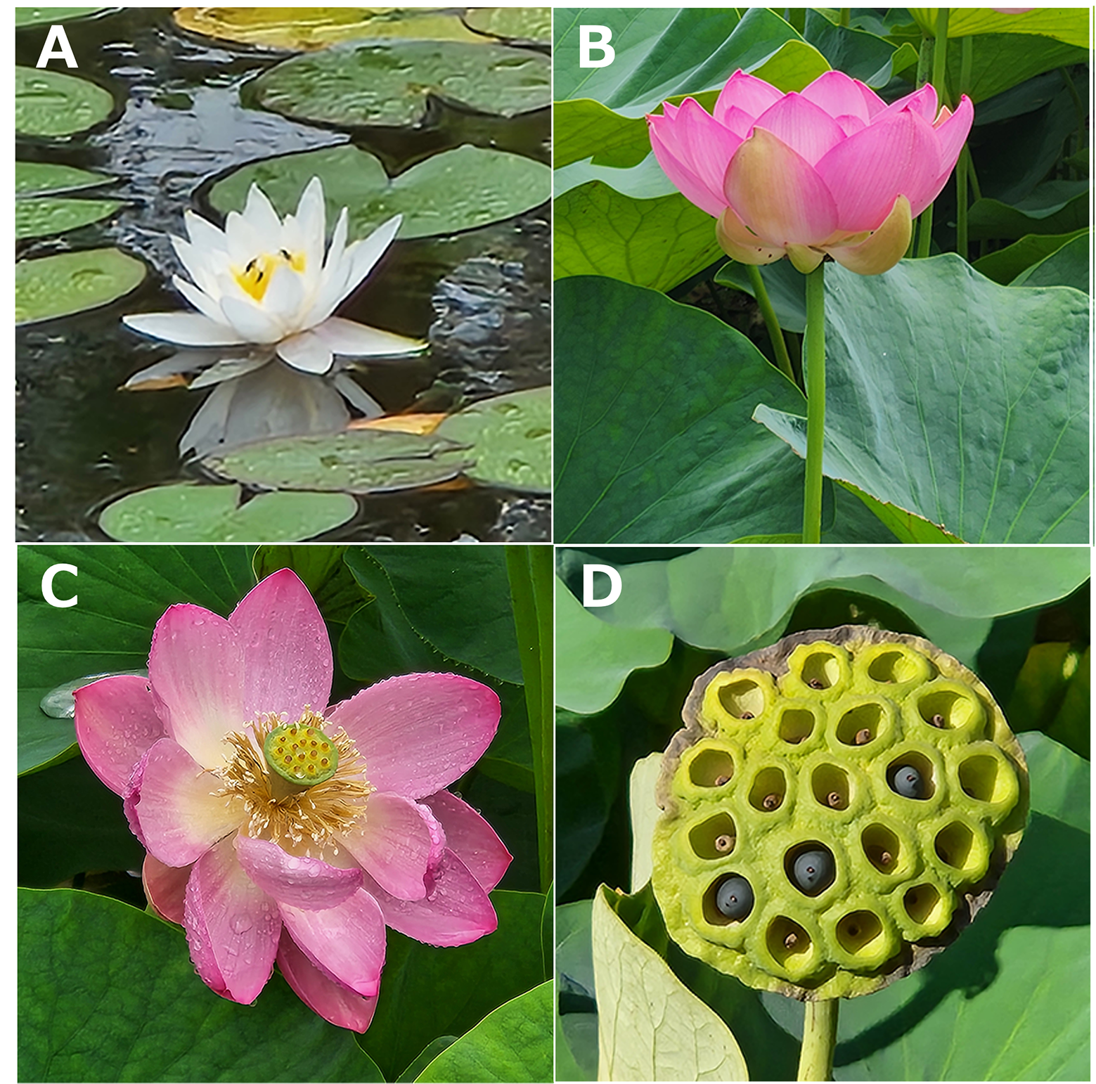 煩悩の水面に、静かに咲く心の花睡蓮に学ぶ、仏教の教え - 浄土真宗本願寺派 木舟山 順教寺 公式HP