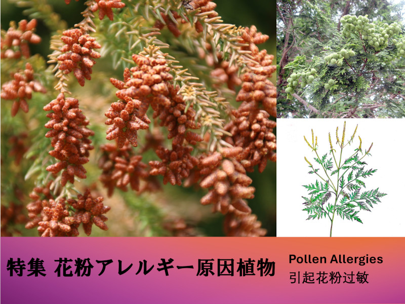 No.211 杉年輪花言葉：雄大・堅固 : なおかつ フォトエッセイ