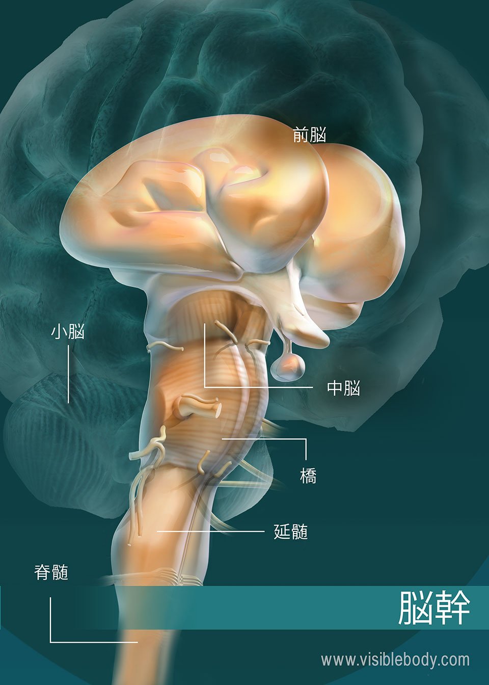 英語 語学 学習に関わる脳の部位エンジニアリング🤯ポエツ