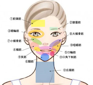 表情筋トレーニングと咀嚼筋トレーニング医療法人社団 FACE AND SMILE フェイストーク麻布十番矯正歯科矯正歯科専門クリニック