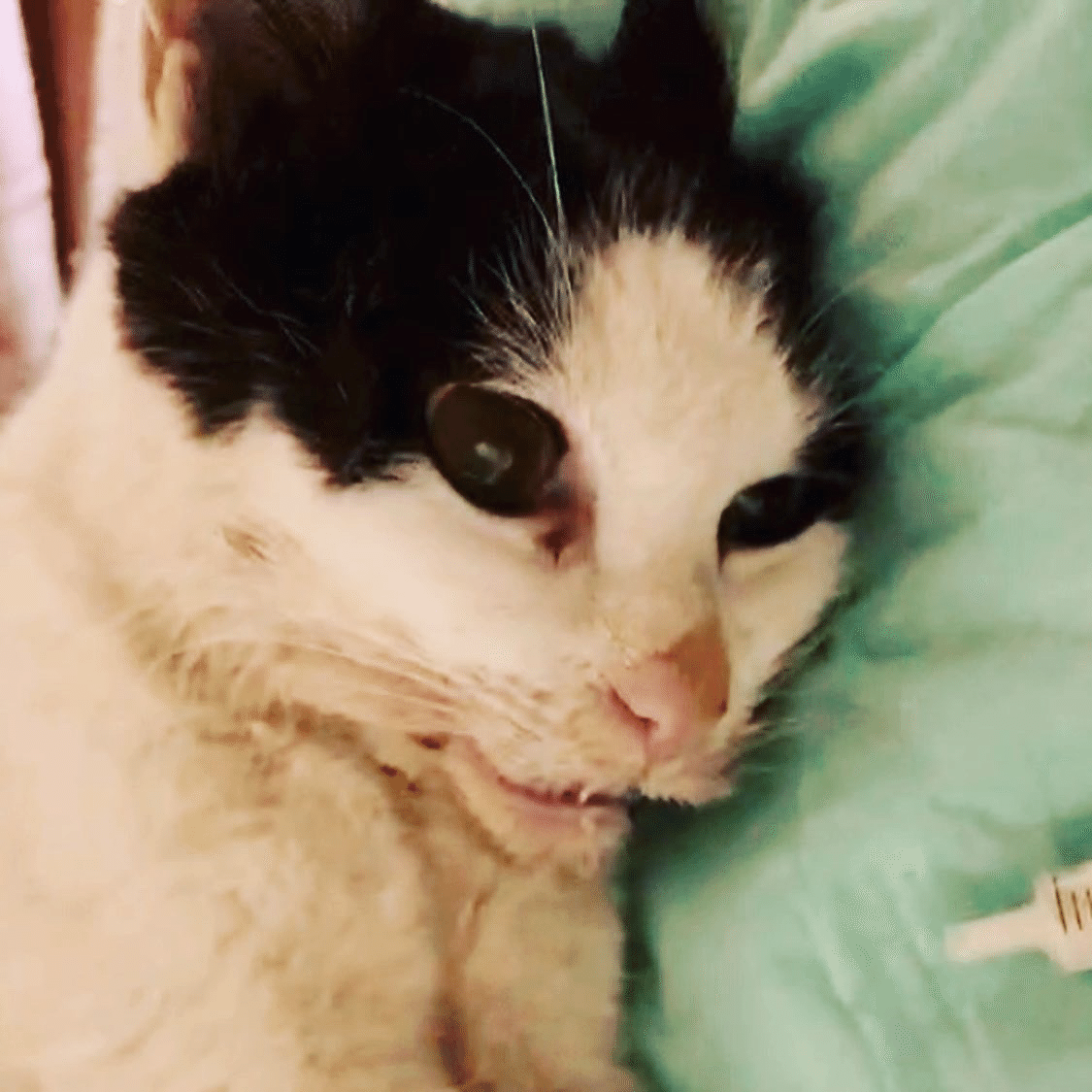 猫専用術後服 離乳期 手術後 避妊 去勢 生理期 怪我 脱毛保護 ネコキャット術後服術後着術後ウェア 傷口舐めない皮膚 保護 おむつ 男女用柔らかい素材 介護用品 K111 の通販はau PAY マーケット - 直店.comau PAY マーケット－通販サイト ふんわり生地の猫専用術後