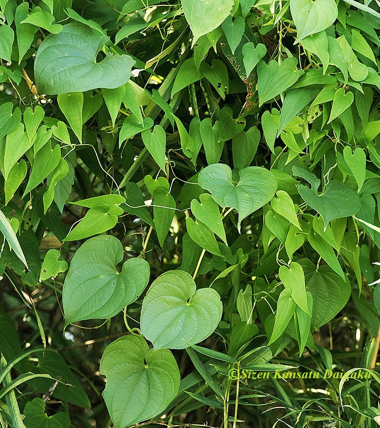 田中みな実さん絶賛！美しい素肌づくりをお手伝いする コットンパフをリニューアル 「この肌さくやひめ」2021年3月27日に販売開始アコレ株式会社