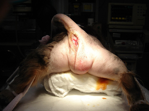 犬の避妊手術について – 成増どうぶつ病院循環器・呼吸器の高度医療成増駅から徒歩9分駐車場3台有り