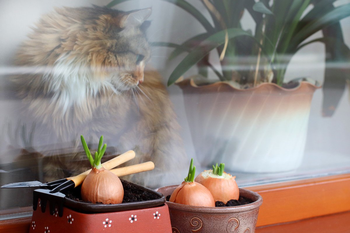 タマネギ中毒厚別中央通どうぶつ病院