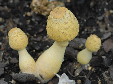 黄色いキノココガネキヌカラカサタケを駆除撲滅したい！ - 今年の６月頃から- Yahoo!知恵袋