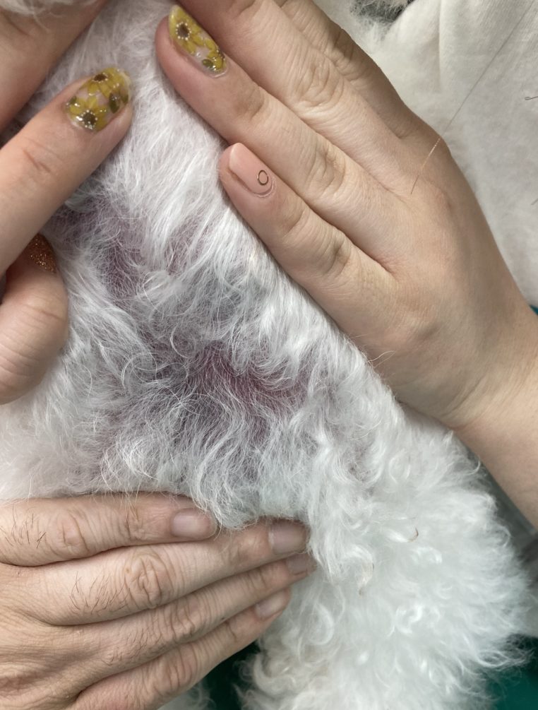 犬のものもらいとは？症状・原因・治療法・予防法まとめわんちゃんホンポ