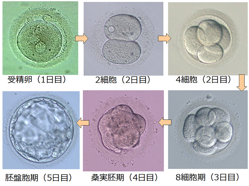 RESEARCH 緩やかに細胞の分化が進む哺乳類の初期発生JT生命誌研究館