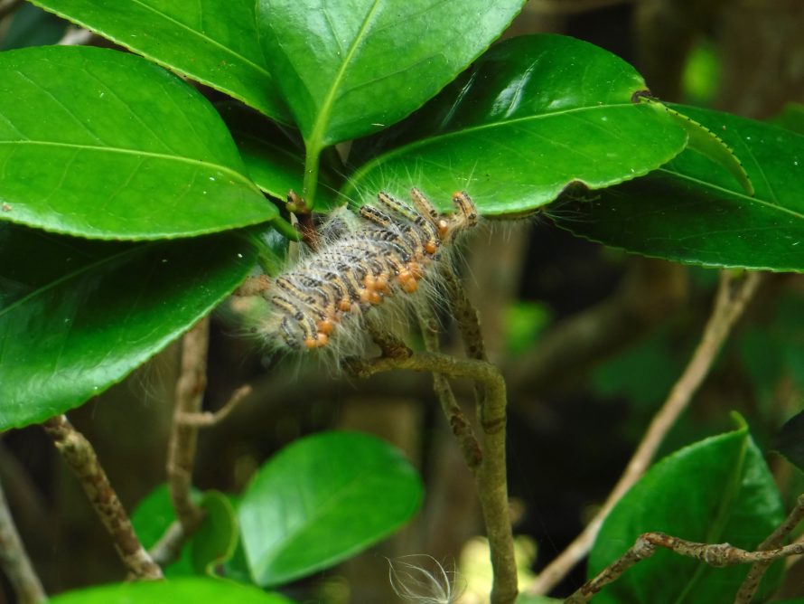 イラガの生態と人間への影響刺された時の対処方法・駆除のやり方などを解説マイナビ農業