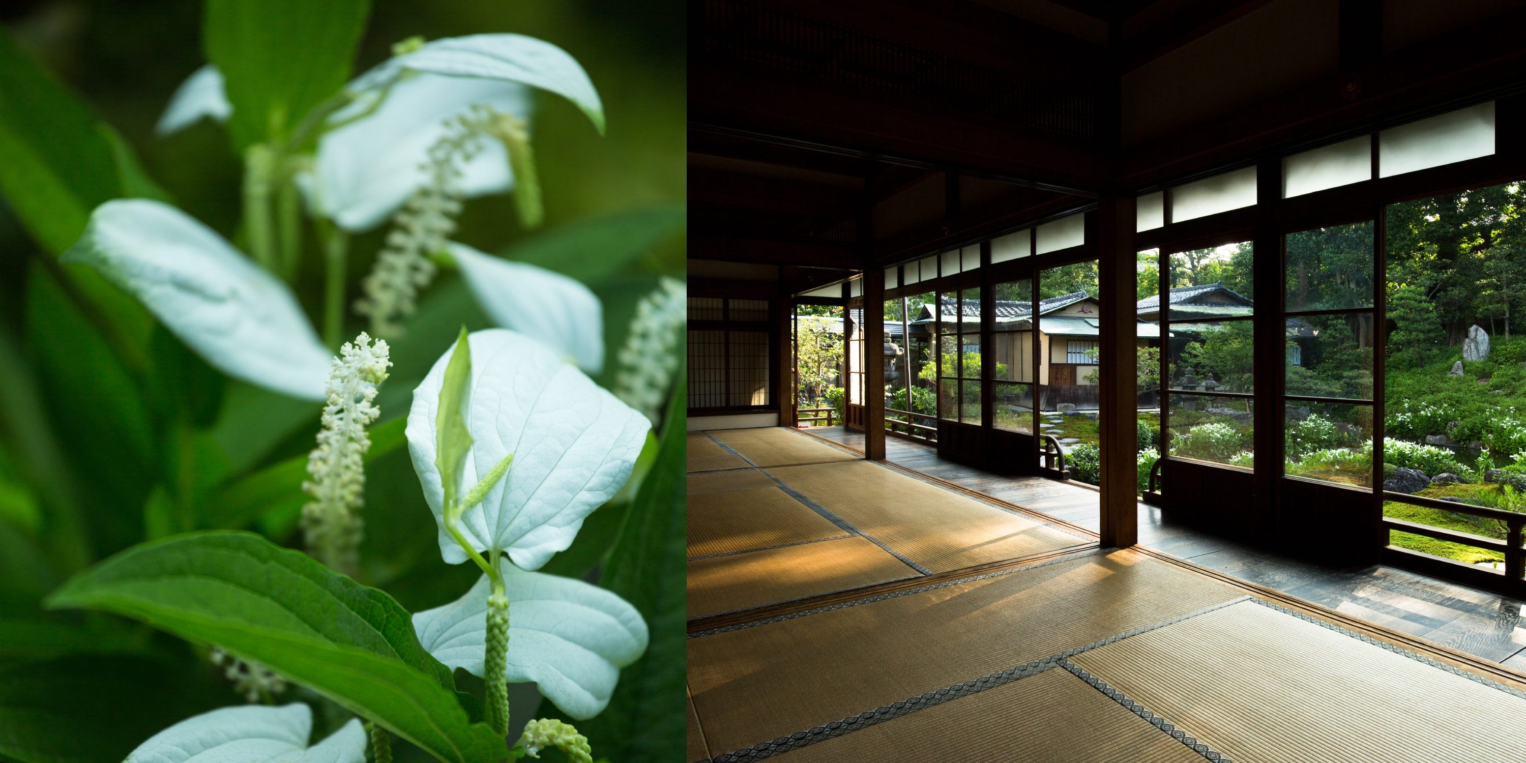 建仁寺両足院 半夏生と茶室「臨池亭」京都観光情報 KYOTOdesign