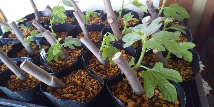 いちじく 挿し木の方法 時期やコツをわかりやすく解説│いちじくびより