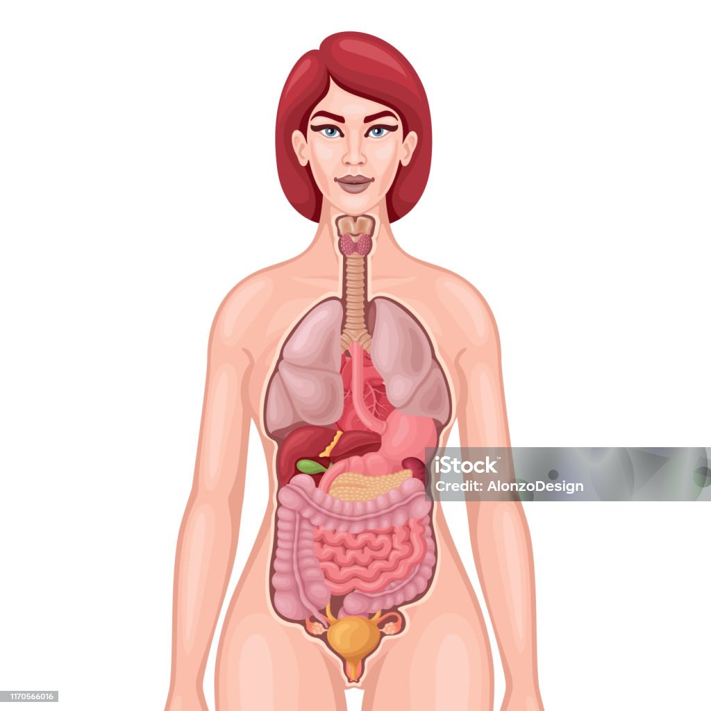 楽天市場 内臓の働き ポスター J828XP 人体図 人体ポスター 医学ポスター 医学チャート : 人体百科 楽天市場店