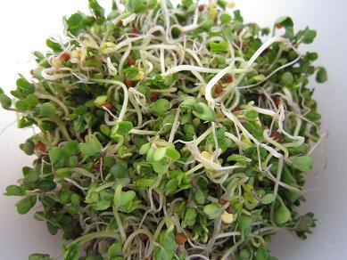 夏場のブロッコリースプラウト栽培は要注意！カビと臭いを防ぐ10の秘訣