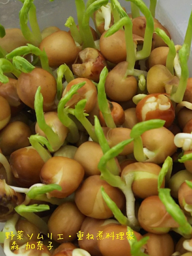 豆苗 とうみょう の育て方育てる際の注意点 2度収穫するためのポイントなど 解説となりのカインズさん