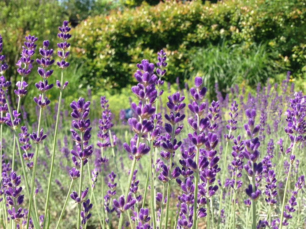 イングリッシュラベンダーの特徴と育て方 栽培記録ラクして楽しむガーデニング