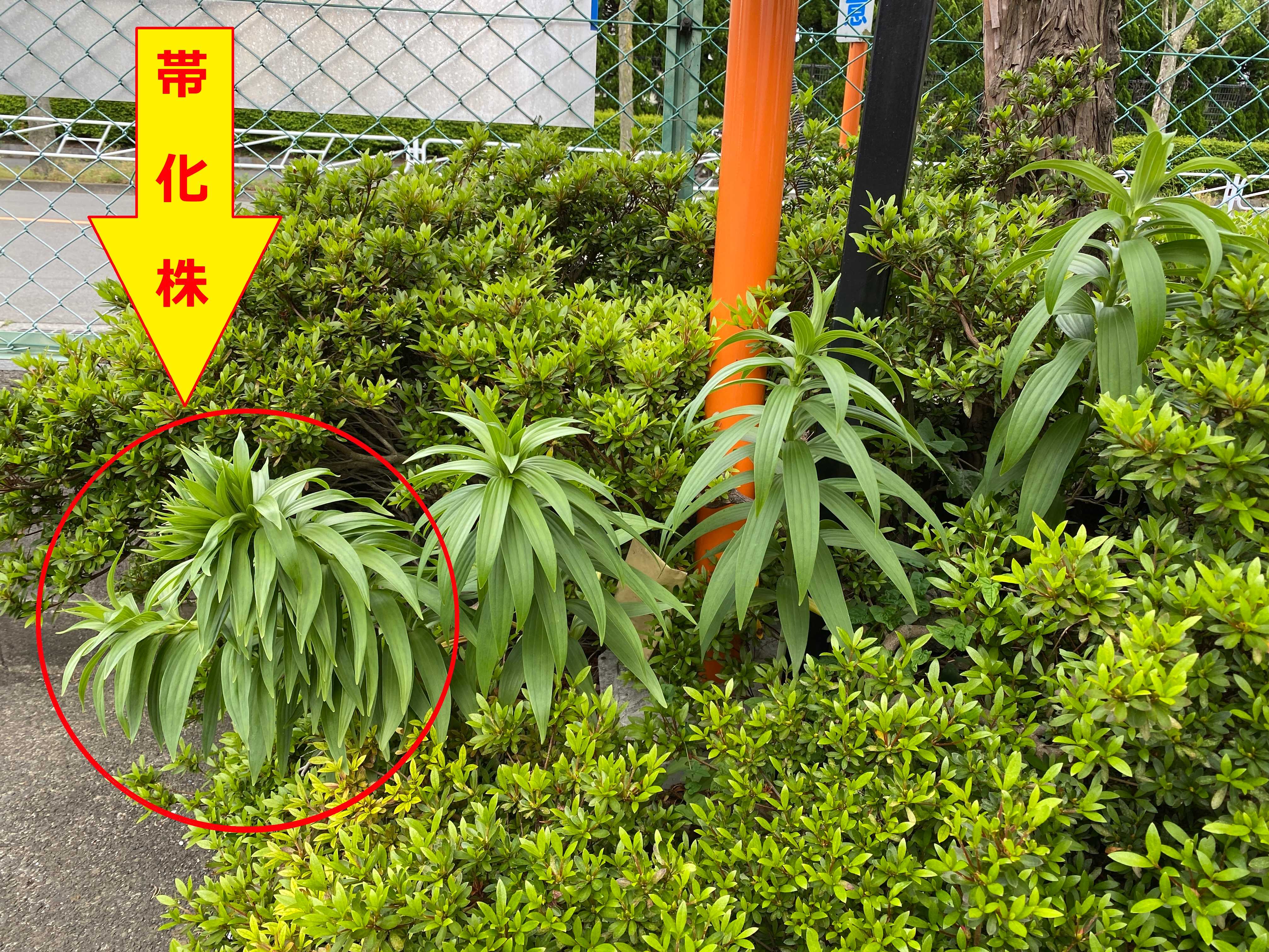 9月の道端」恐ろしくも見える植物の「帯化現象」とは？ポツン！と不気味な白いユリの最終章の姿とは？園芸のアイデア暮らしニスタ