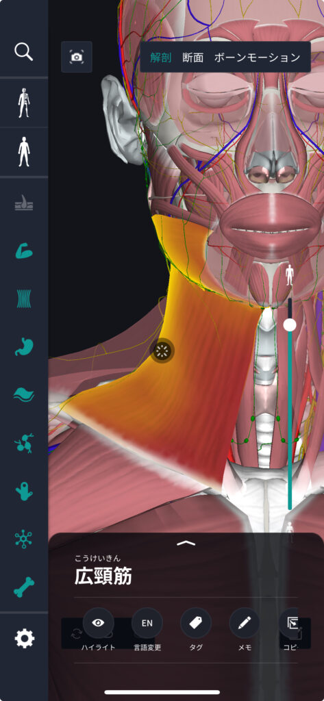殿様枕症候群」ご注意、高くて硬い枕に脳卒中のリスク 首への負担が原因か : 読売新聞