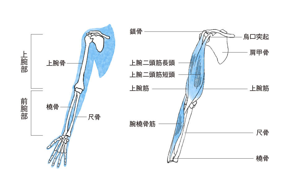医師解説 肘の骨を押すと痛い 場所別で考えられる原因と痛み止めを紹介 – EPARKくすりの窓口コラムヘルスケア情報