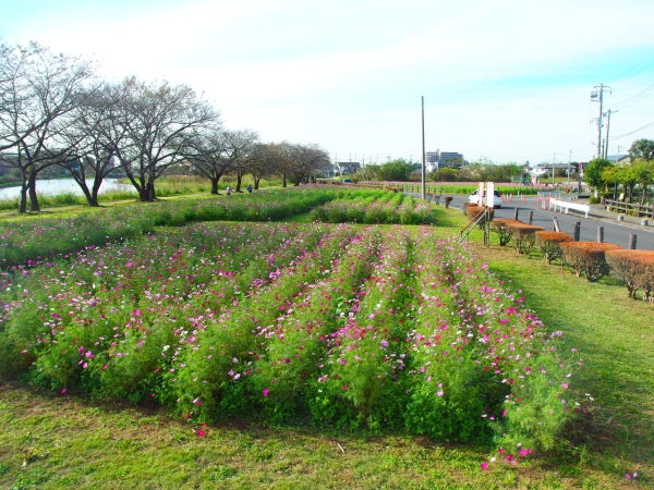 牛島古川公園の写真素材 - PIXTA