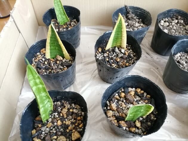 サンスベリアは水挿しで増やすことができる？水挿しの発根方法や根が出るまでの期間 – ガーデニング.com