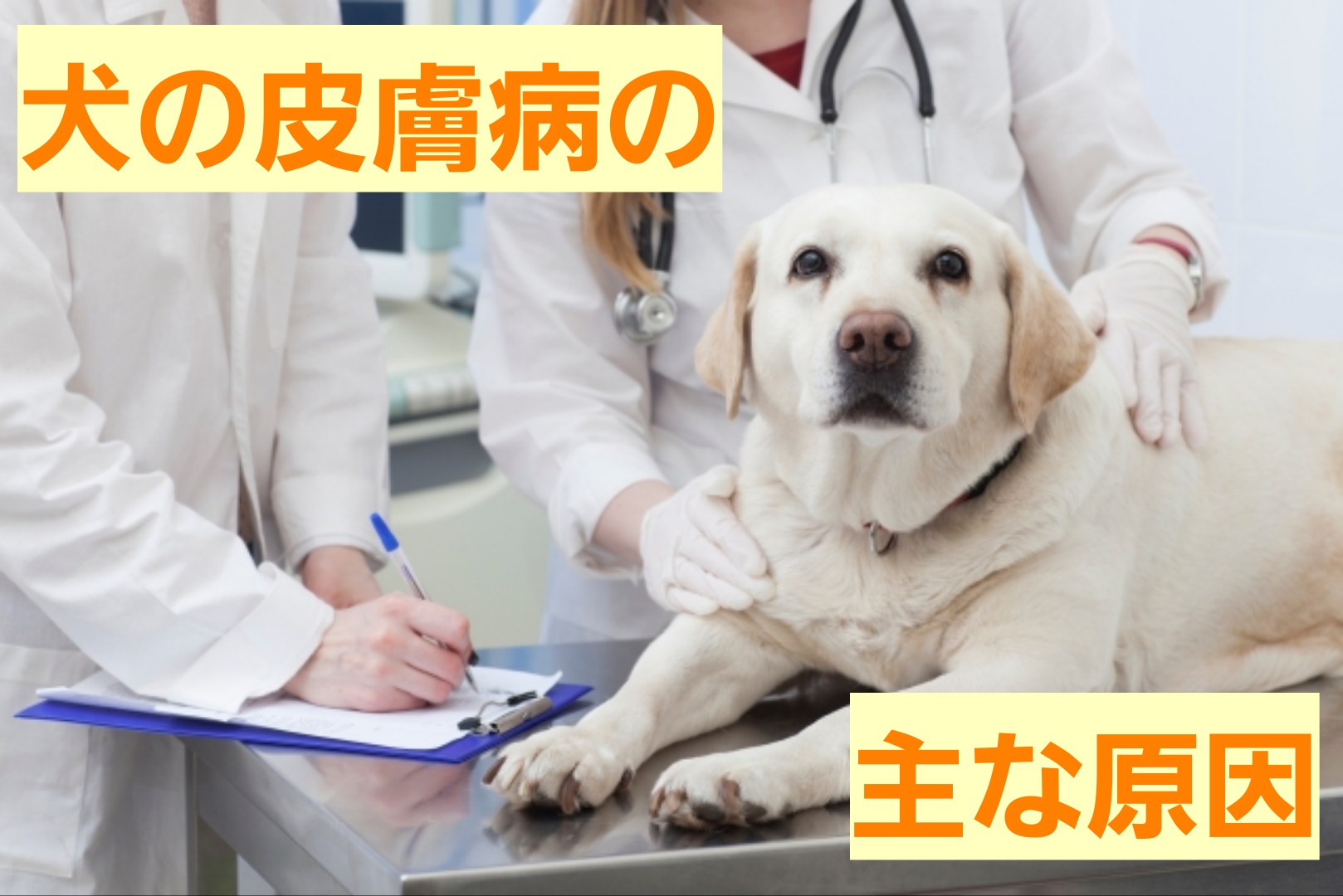 楽天市場 犬 皮膚 炎 薬の通販