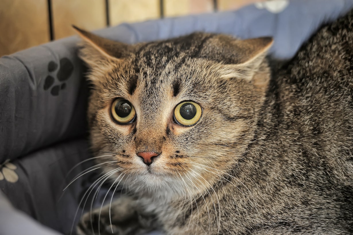 顎関節症 - パール歯科医院