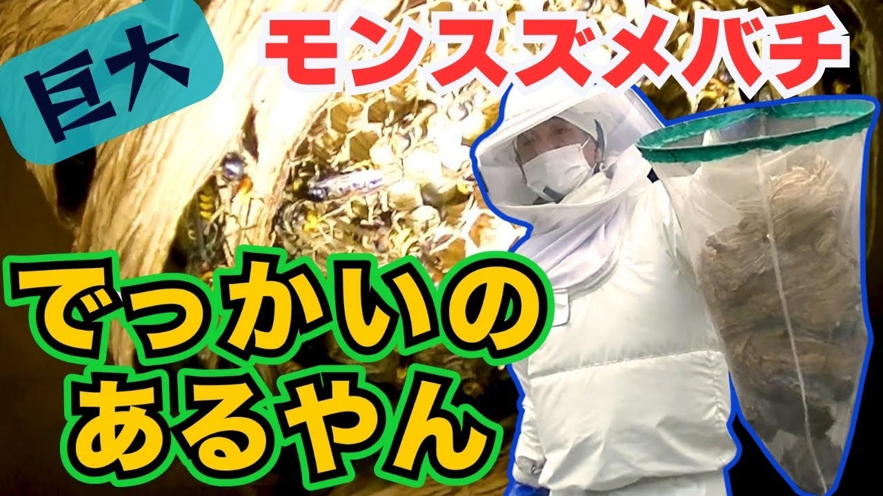 中国語単語 生き物、動物の名前は何個わかるかな？中国語学習素材館