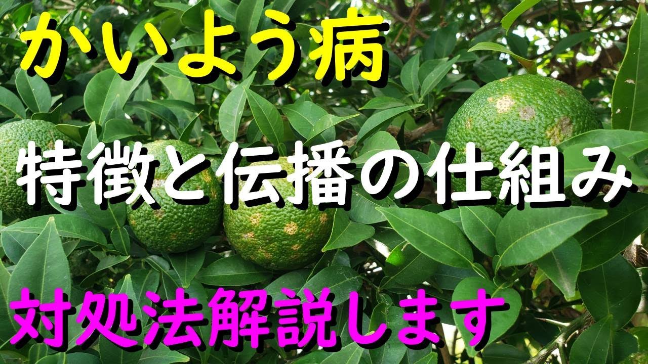 柚子ですが、先端に黒い点が散らばっているような葉が何枚かあ 園芸相談Q＆Aみんなの趣味の園芸