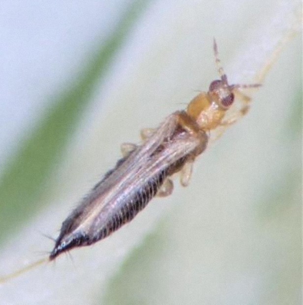 ピーマンの葉を食べる虫の正体は？ : プランター菜園をやってみよう！ 『会社の屋上』で“収穫を目指す”会社員の熱き戦い