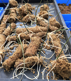 ダイジョ 大薯 の栽培ちょいメモ