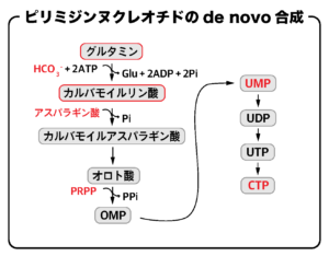 核酸の構造と種類気になる遺伝子