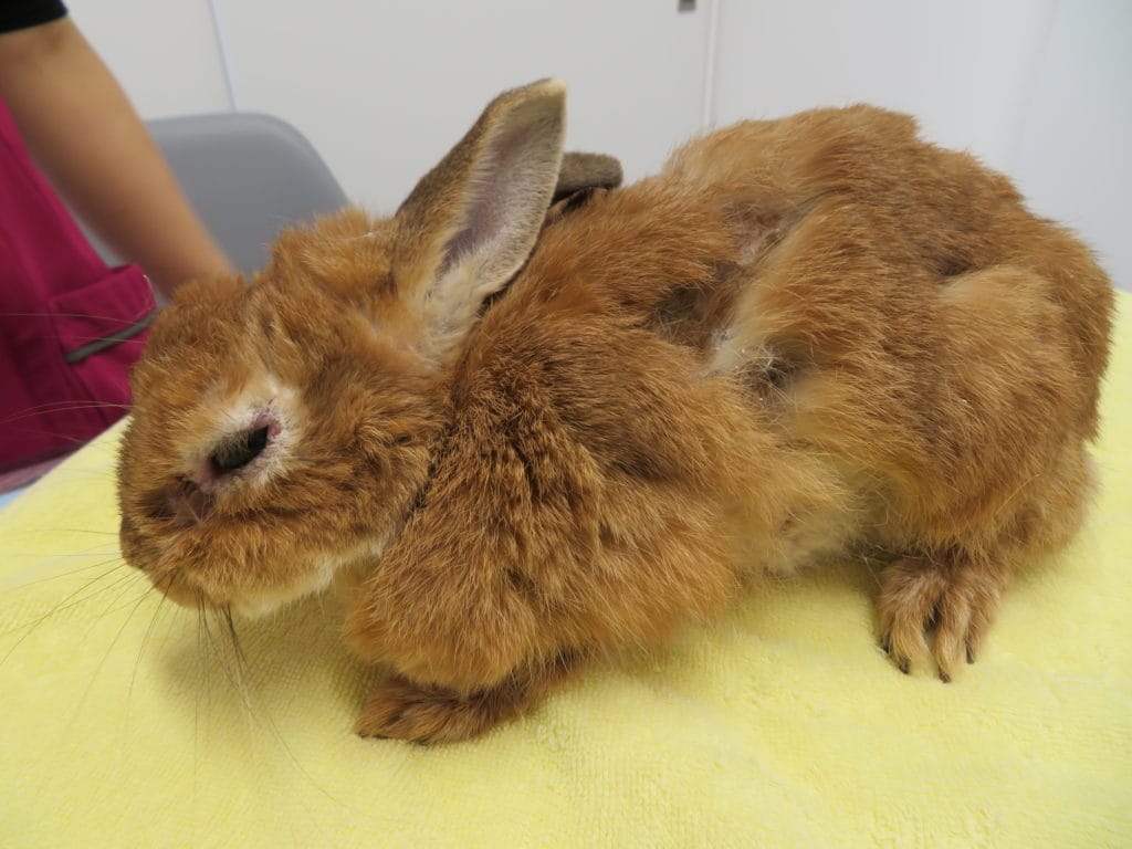 ウサギ専門医に聞く 6 潰瘍性足底皮膚炎 ソアホック 自宅での治し方 初期の対策 - うさぎタイムズうさぎの飼い方から飼育便利グッズ専門サイト