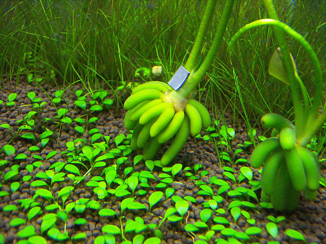 バナナを育ててみよう～植え替え – 観葉植物とプランター野菜。旅先の植物も楽しむ Apprécier les plantes d'intérieuret la nature