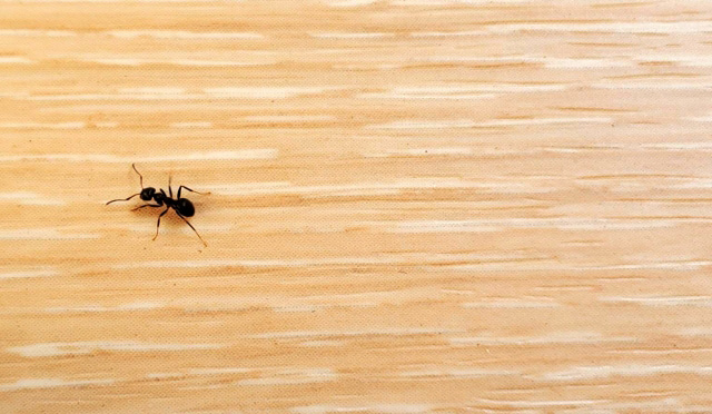 家に小蟻が大量発生！ 効果的な駆除方法をプロが解説となりのカインズさん