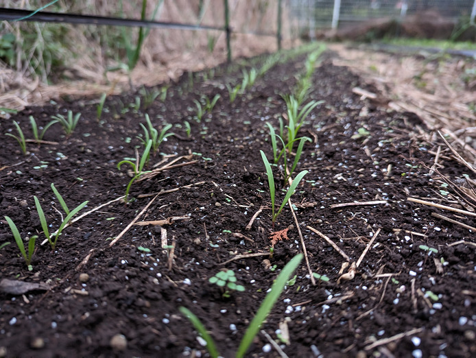 ほうれん草 発芽9日目 - ペンギン工作室